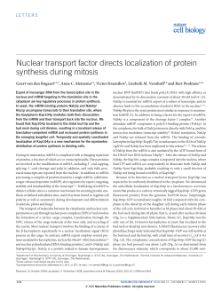 Nuclear transport factor directs localization of protein synthesis