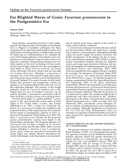 For Blighted Waves of Grain: Fusarium