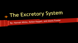 The Excretory System