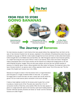 the Journey of the Bananas