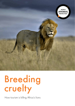 How tourism is killing Africa`s lions