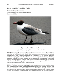 Larus atricilla (Laughing Gull)