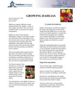 growing dahlias