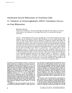 Membrane-bound Ribosomes of Myeloma Cells VI . Initiation of
