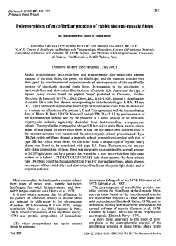 Polymorphism of myofibrillar proteins of rabbit skeletal