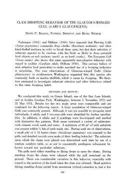 CLAM DROPPING BEHAVIOR OF THE GLAUCOUS