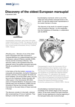 Discovery of the oldest European marsupial