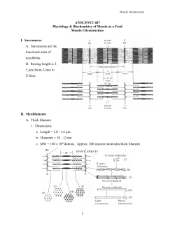 3. Muscle ultrastructure