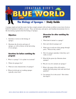 The Biology of Sponges &bull; Study Guide