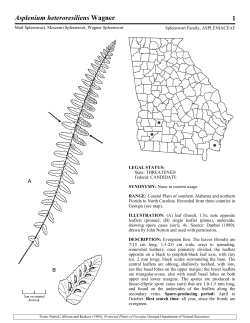 Asplenium heteroresiliens - Wildlife Resources Division