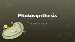 Photosynthesis - County Central High School