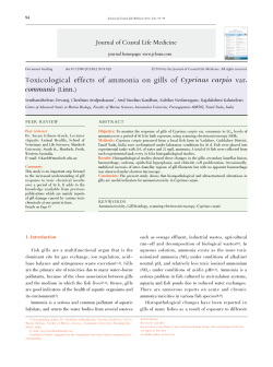Toxicological effects of ammonia on gills of Cyprinus carpio var