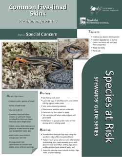Five-lined Skink - Muskoka Watershed Council