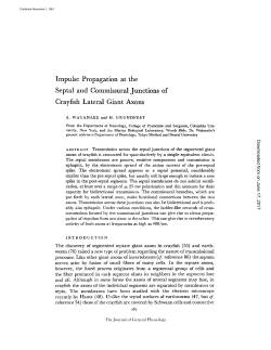 Impulse Propagation at the Septal and Commissural Junctions of