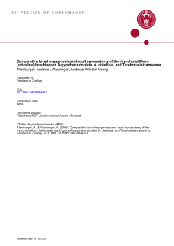 Comparative larval myogenesis and adult myoanatomy of the
