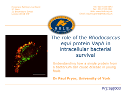 The role of the Rhodococcus equi protein VapA in intracellular