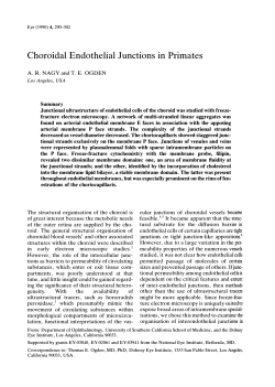 Choroidal Endothelial Junctions in Primates