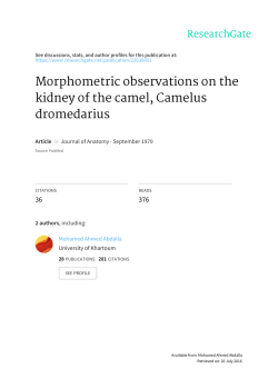 Morphometric observations on the kidney of the