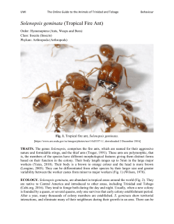 Ant, Tropical Fire (I,S)