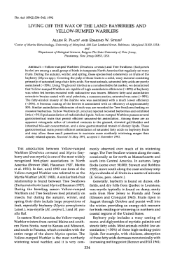 living off the wax of the land: bayberries and yellow