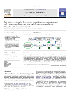 Cultivation of green alga Botryococcus braunii in raceway, circular