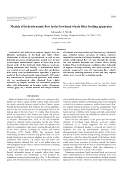 Models of hydrodynamic flow in the bowhead whale filter feeding