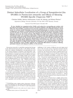 Distinct Subcellular Localization of a Group of Synaptobrevin