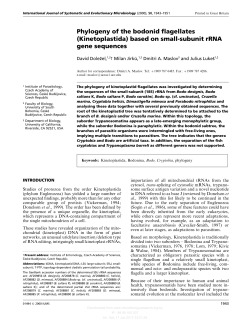Phylogeny of the bodonid flagellates (Kinetoplastida) based on