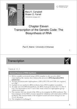 Chapter Eleven Chapter Eleven Transcription of the Genetic Code