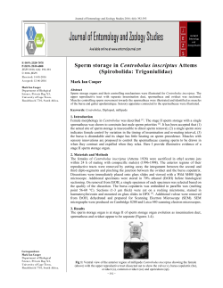 Sperm storage in Centrobolus inscriptus Attems (Spirobolida