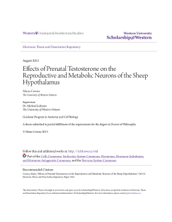 Effects of Prenatal Testosterone on the Reproductive and Metabolic
