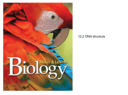 12.2 DNA structure