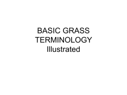 Basic Grass Terminology Illustrated