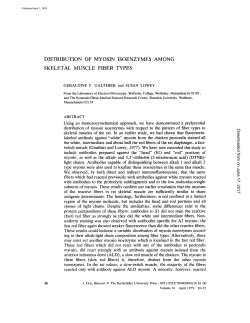 distribution of myosin isoenzymes among skeletal muscle fiber types