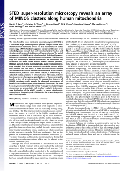 STED super-resolution microscopy reveals an array of MINOS
