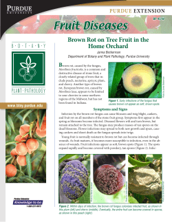 Brown Rot on Tree Fruit in the Home Orchard