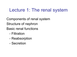 AHS renal lecture 1_Witney_13