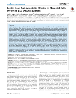 Leptin Is an Anti-Apoptotic Effector in Placental Cells Involving p53
