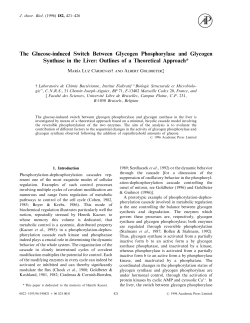 The Glucose-induced Switch Between Glycogen Phosphorylase and