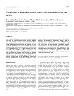 Medicago truncatula root hair curling mutants - Development