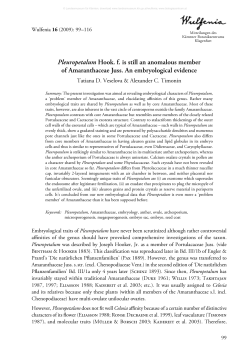 Pleuropetalum Hook. f. is still an anomalous member of