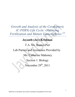 Growth and Analysis of the Ceratopteris (C