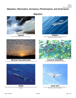 Migration, Hibernation, Dormancy, Phototropism, Geotropism