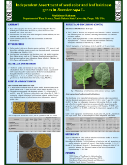 Independent Assortment of seed color and leaf hairiness genes in