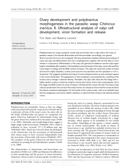 Ovary development and polydnavirus morphogenesis in the