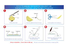 To prepare and examine one plant cell, stained and