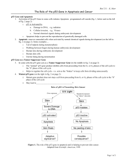 The Role of the p53 Gene in Apoptosis and Cancer