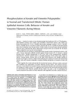 Phosphorylation of Keratin and Vimentin Polypeptides in Normal