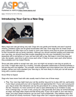 Introducing Your Cat to a New Dog