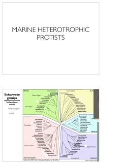 MARINE HETEROTROPHIC PROTISTS